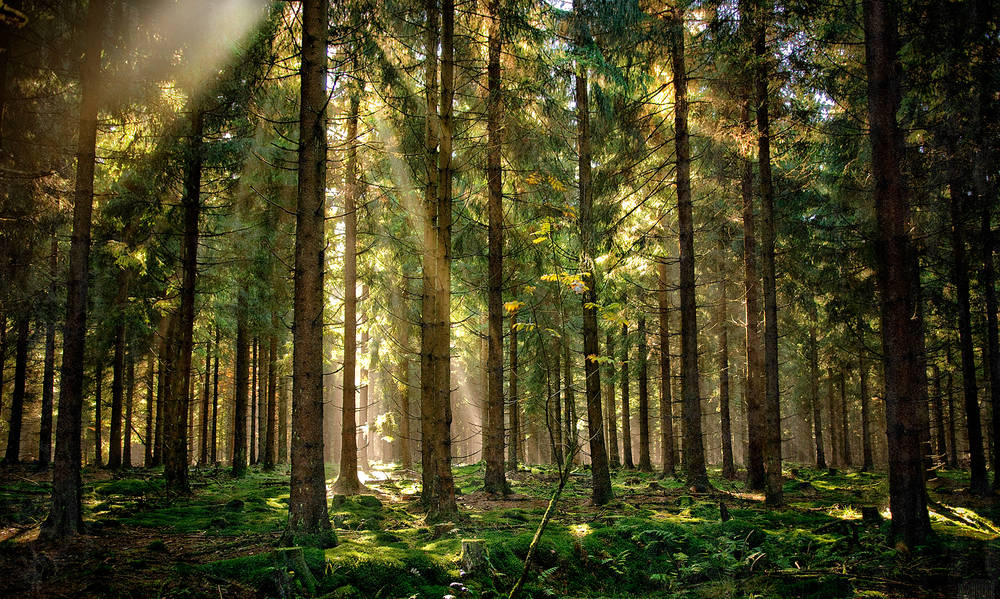 Chauffage au bois &#038; écologique à Colmar près de Sélestat (67) Wintzenheim